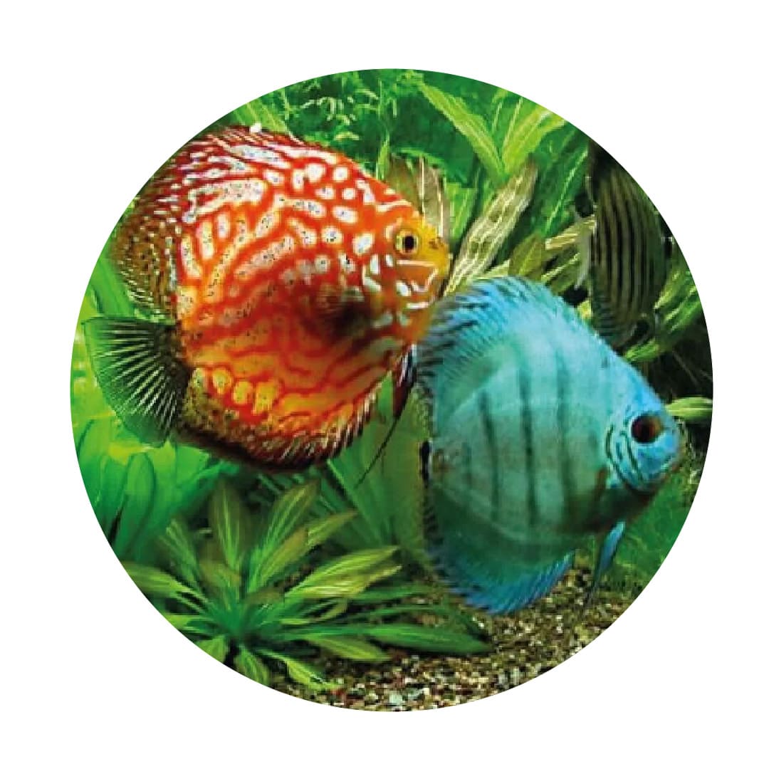 Acuarios – Piscicultura