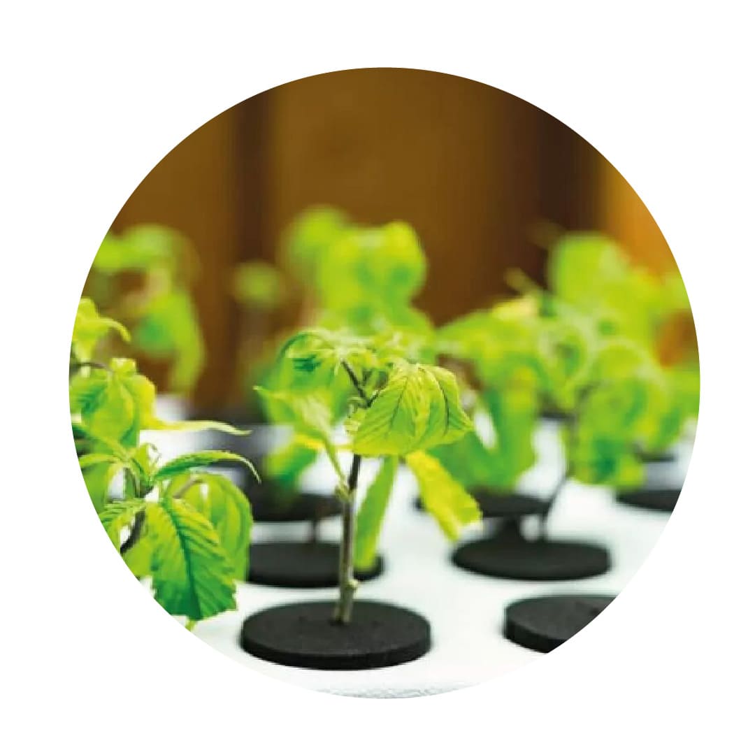 Agricultura Hidropónica
